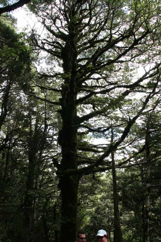 Nieuw-Zeeland 2011 - 0834